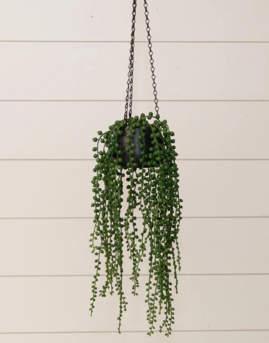 String Of Pearls In Hanging Pot