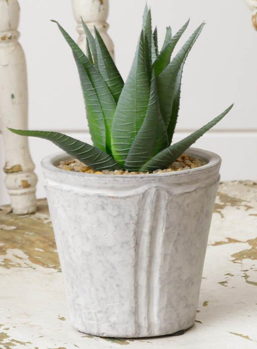 Potted Aloe Plant