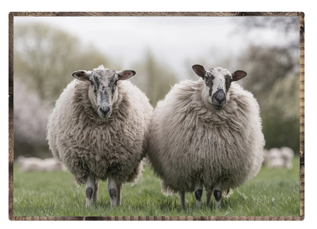 123 Sheep Couple