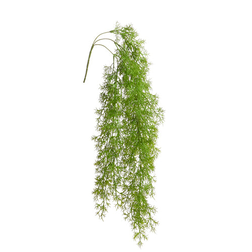 32” Hanging Asparagus Fern Bush
