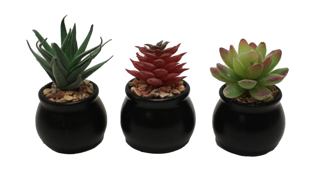 Mini Ceramic Potted Succulent