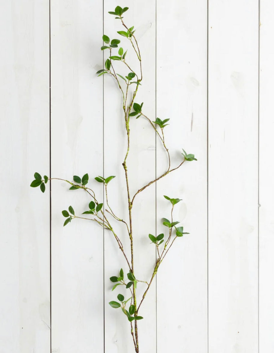 Lemon Leaf Branch