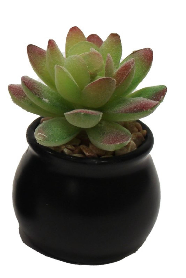 Mini Ceramic Potted Succulent
