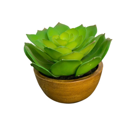 Succulent in Clay Pot