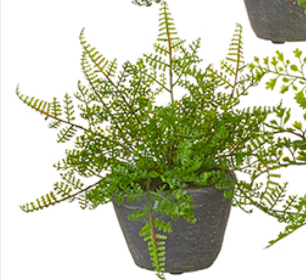 Potted Fern