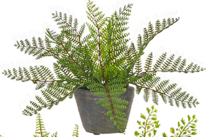 Potted Fern