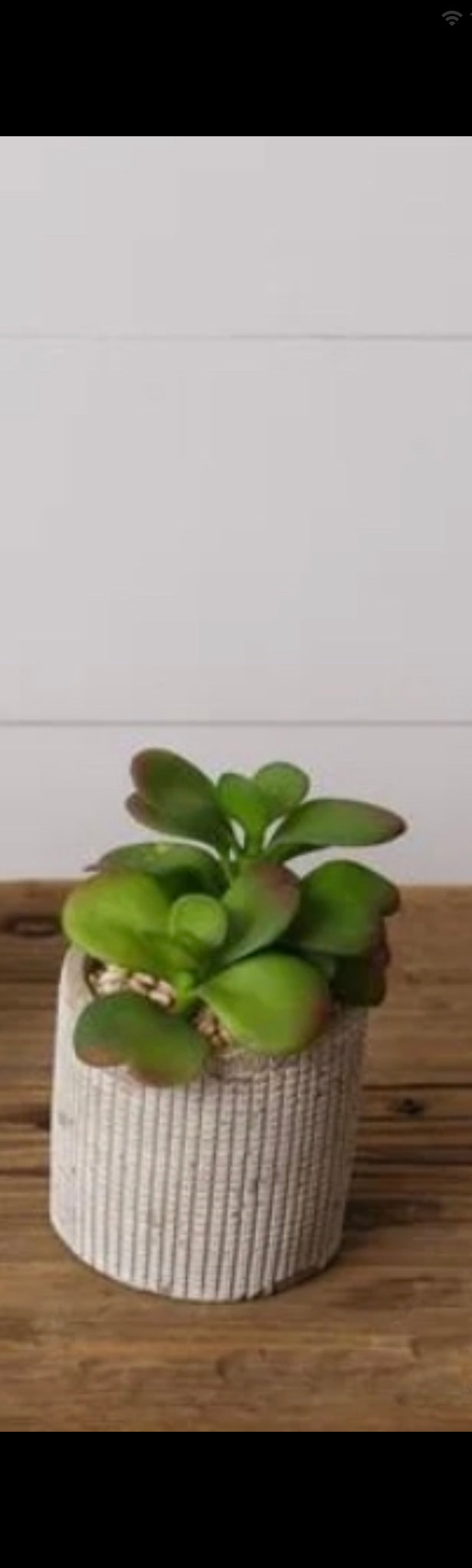Succulents in Cement Pot