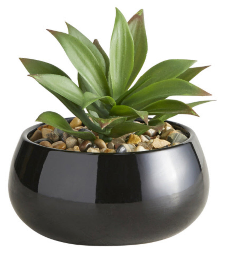Black Succulent Pot