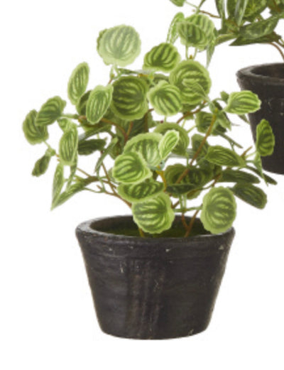 Potted Ivy Plant