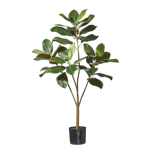 Potted Magnolia Tree