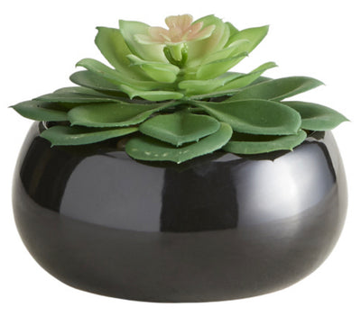 Black Succulent Pot